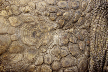 Abstract Natural Background. Cropped Shot Of Tortoise Skin. Reptiles Skin.
