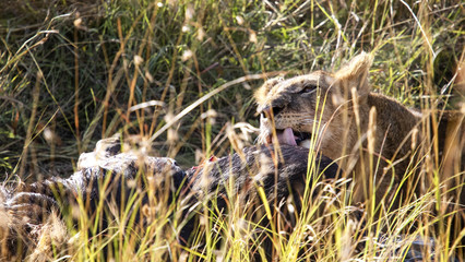 Pasto della leonessa