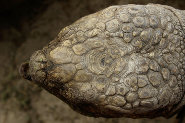 Top View Of Turtle Head. Abstract Nature Background. Reptile.
