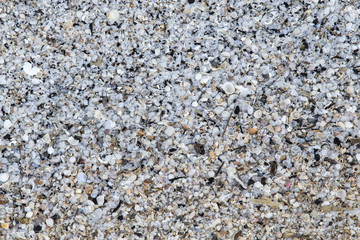 Sea shells on sand