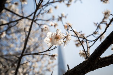 cherry blossoms