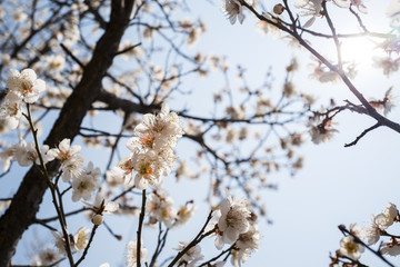 cherry blossoms