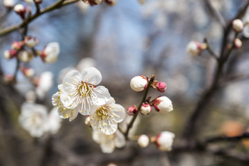 cherry blossoms