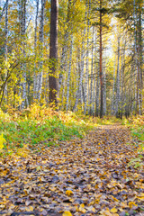 pathway with fallen foliage in autumn wild forrest