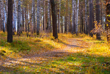 Obraz premium hiking path in wild autumn forest, tourism concept