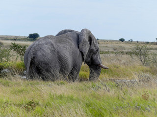 Naklejka na ściany i meble gros éléphant d'Afrique
