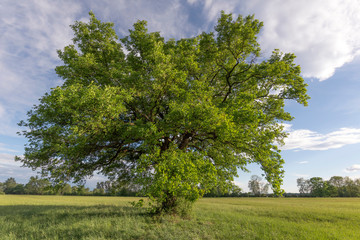 Chêne dans une prairie