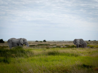 éléphants d'Afrique - Namibie
