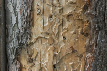 Photophone: a piece of old wood eaten by bugs and worms in tan in bright sunlight.