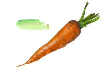  Fresh carrot. Watercolor illustration. Vegetables isolated on white background.