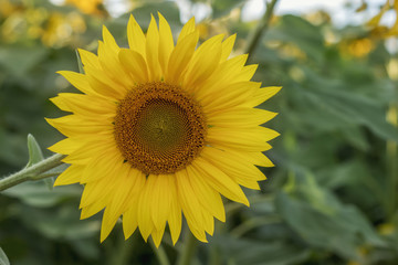 Fototapeta premium Bright yellow sunflower in the evening on a background of green foliage and blue sky. Harvesting in Russia.