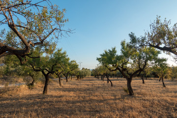 The road to Santiago and the via augusta in Castellon