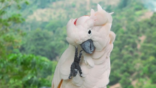 Close-up of ruffled salmon-crested cockatoo sitting and itching against tropical rainforest on background. Portrait of adorable funny parrot. Amusing wild bird. Behavior of exotic avian species.