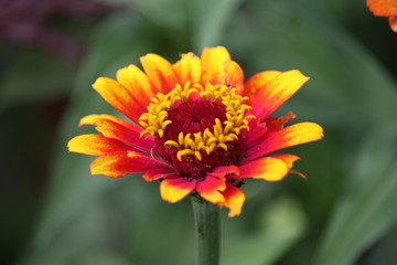 Pretty Flower