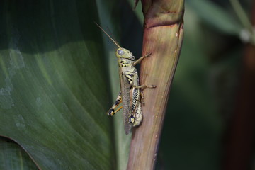 Grasshopper