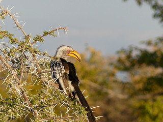 calao - Namibie