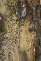 Photophone: a piece of old wood eaten by bugs and worms in tan in bright sunlight.