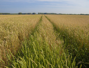 A view of the car track running through the yellow wheat field to the distant forest