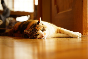 猫