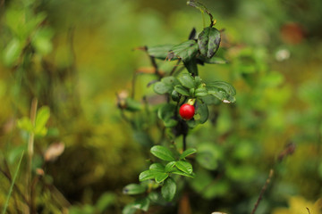 berry in the forest