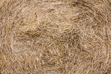 pressed hay close-up, in the summer, natural material texture