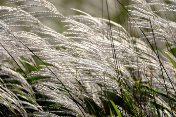 風になびく草原のススキ