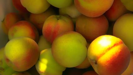 ripe peaches - harvest