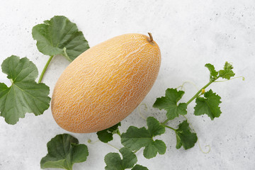 Fresh oval melon and flowering vine on white textured background, summer harvest