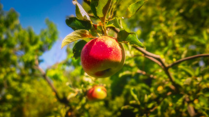 apples on the tree