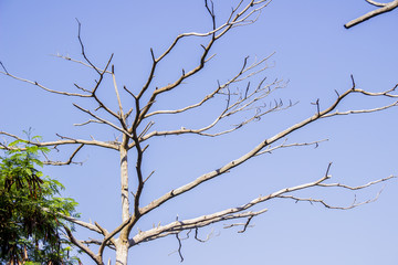 Fototapeta na wymiar dry tree branches in autumn