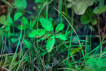 Green leaves in meadow covered with toxic, green paint. Polluted nature during road construction works