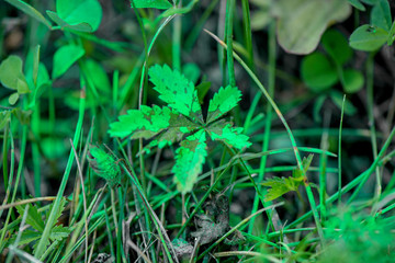 Green leaves in meadow covered with toxic, green paint. Polluted nature during road construction works