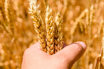 Closeup photo of the ripe yellow wheat ear in farmer hand