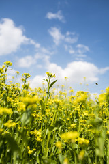 Fototapeta premium rape