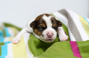 Dog puppies, born a week ago. Purebred Jack Russell terrier.