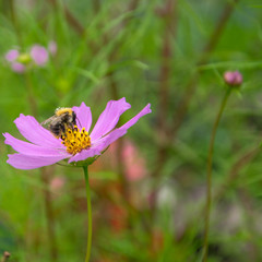 Honey bee sitting on the pink cosmos flower.