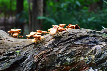Group Beautiful Mushrooms  on wood