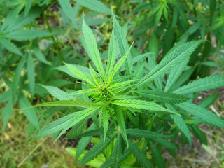 Green leaf of cannabis