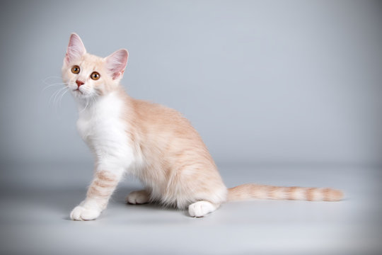 Aphrodite Giant Cat On Colored Backgrounds