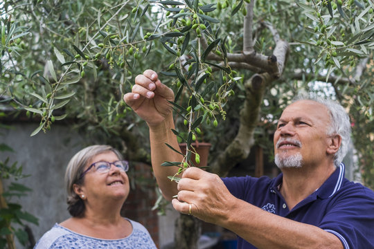 olive tree. elderly senior couple in countryside like home farm work together, with plants cutting and repair them. family concept of life forever together with love and affection - Powered by Adobe