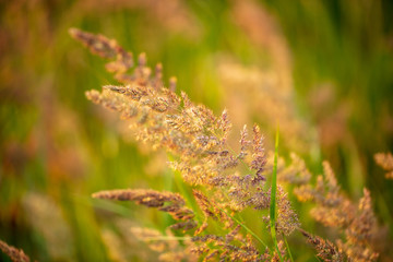 Branch with seeds on grass in nature