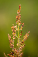Branch with seeds on grass in nature
