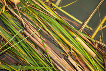 Rush branches on the water as a background