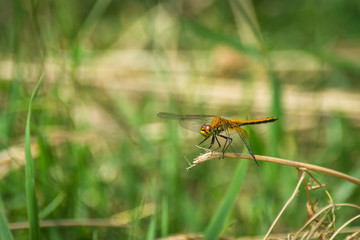 Fototapeta premium Closeup of A Dragonfly, Blurred Green Meadow Background, Bright Sunny Summer Day