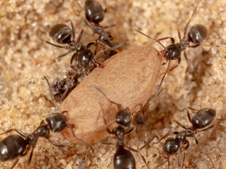 Ants and formic eggs in nature