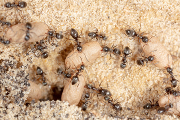 Ants and formic eggs in nature