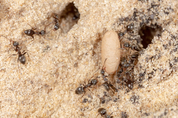 Ants and formic eggs in nature