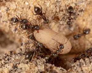 Ants and formic eggs in nature