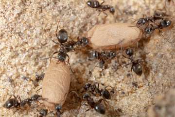 Ants and formic eggs in nature