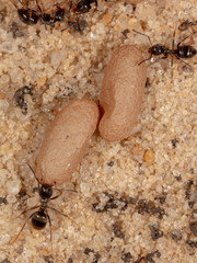 Ants and formic eggs in nature